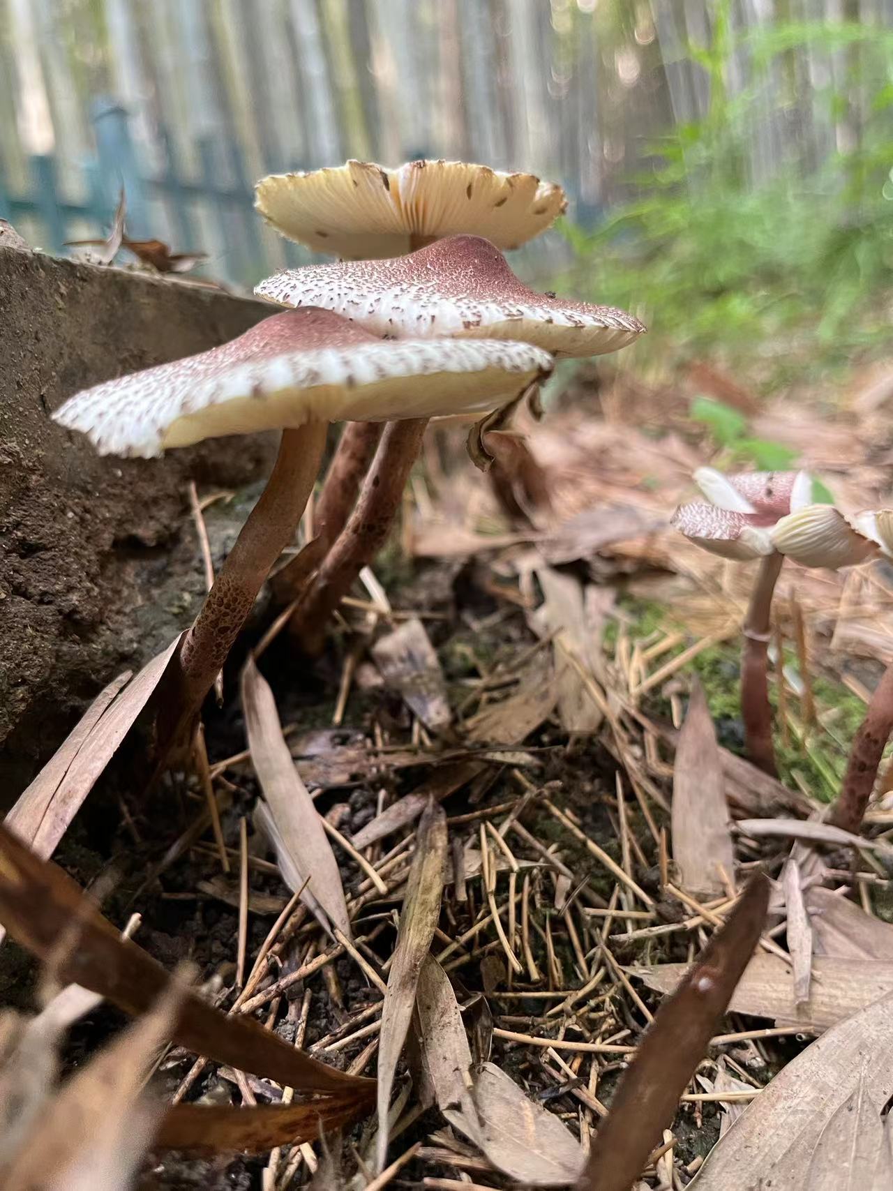 mushroomimage